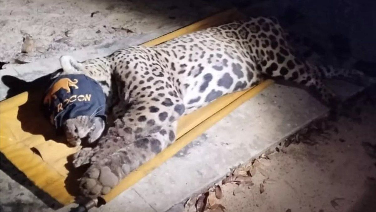 Onça capturada no local onde caseiro foi morto