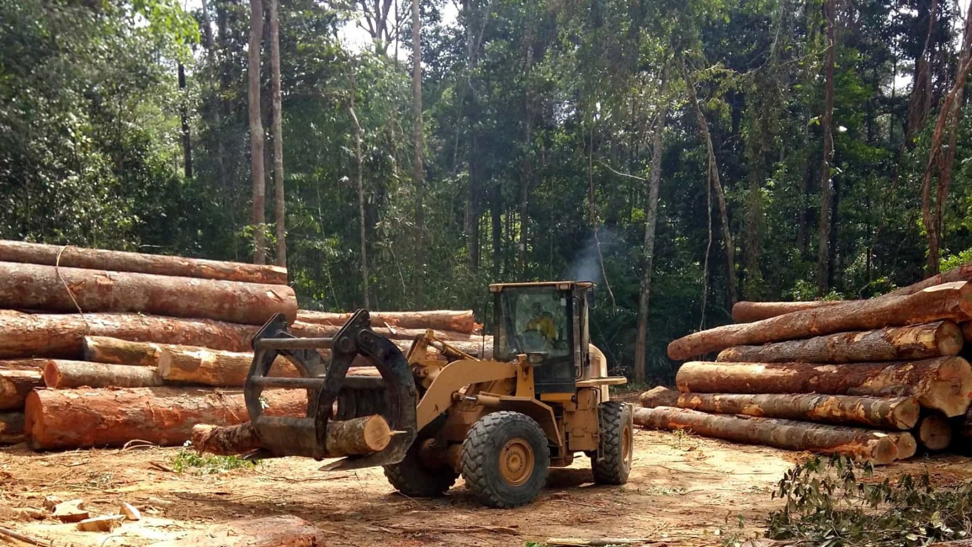 Desmatamento em novembro cai 68% na amazônia