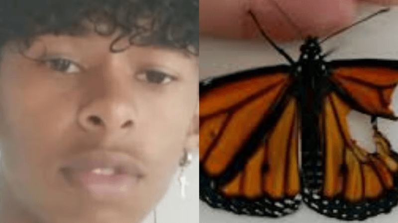 Riscos de amassar borboleta e injetar a mistura