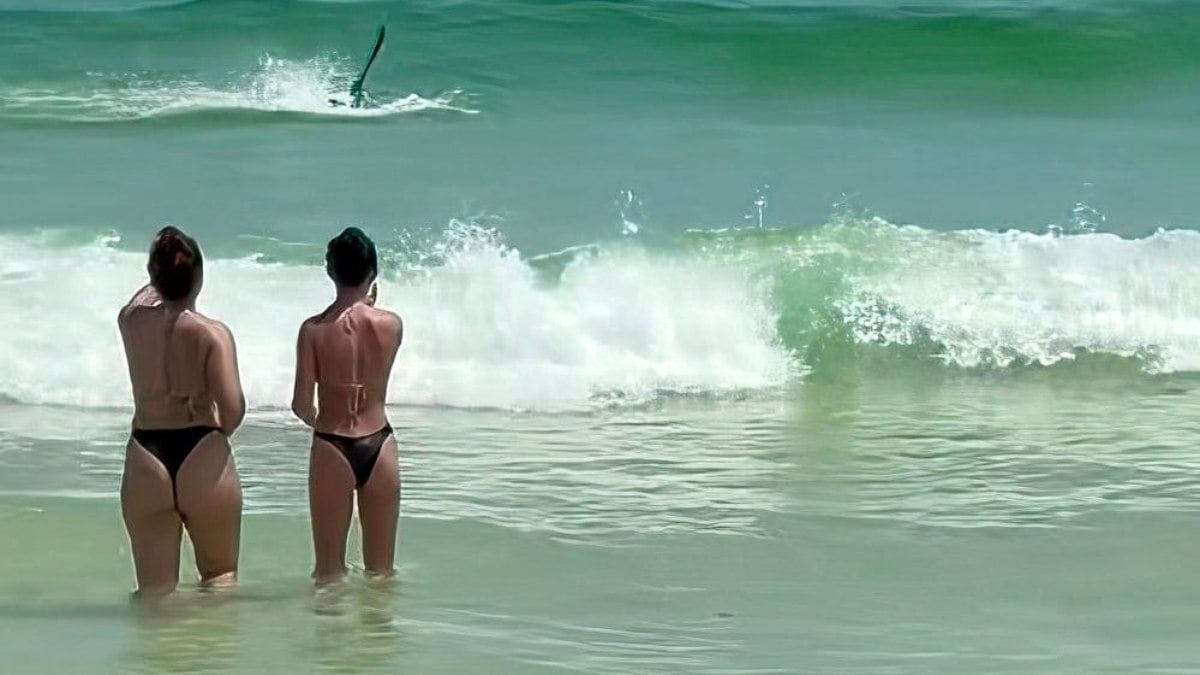 Tubarão ataca pelicano em praia da Flórida