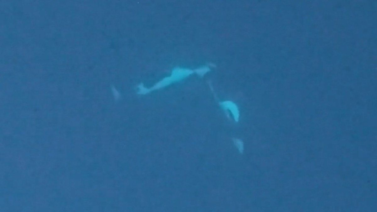 Comportamento inédito de orcas é registrado na Noruega