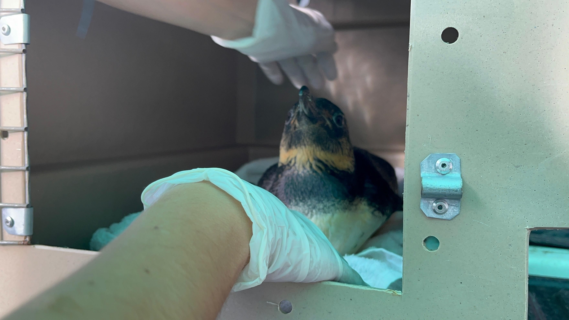 Pinguim resgatado em Alagoas e o mistério do litoral