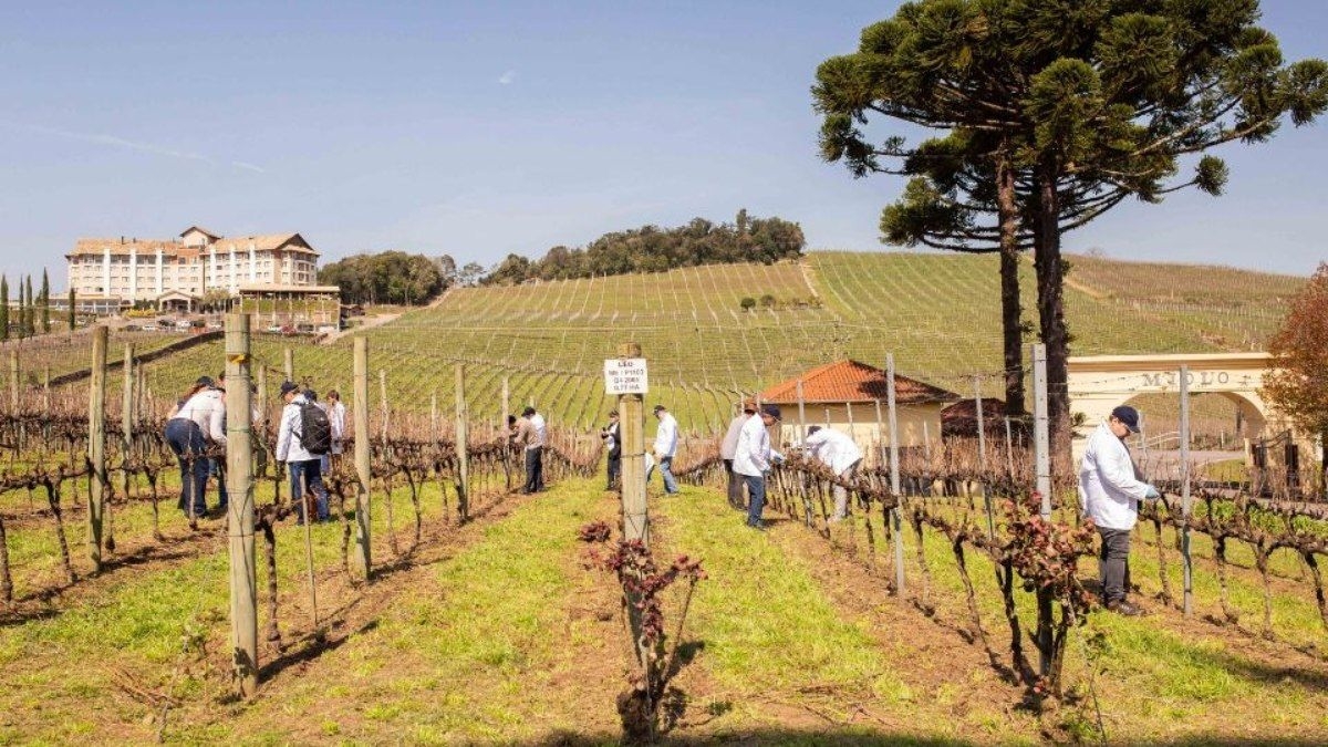 Adriana Nasser e a Oportunidade de Ser Winemaker