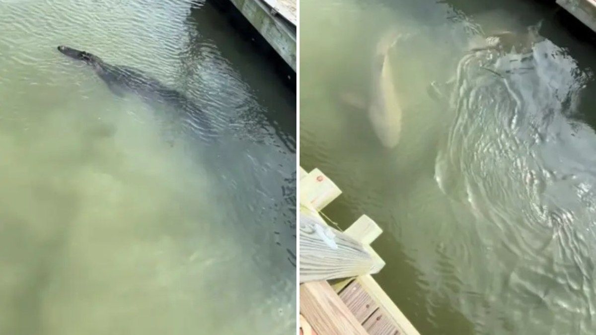Tubarões e jacaré surpreendem em Hilton Head