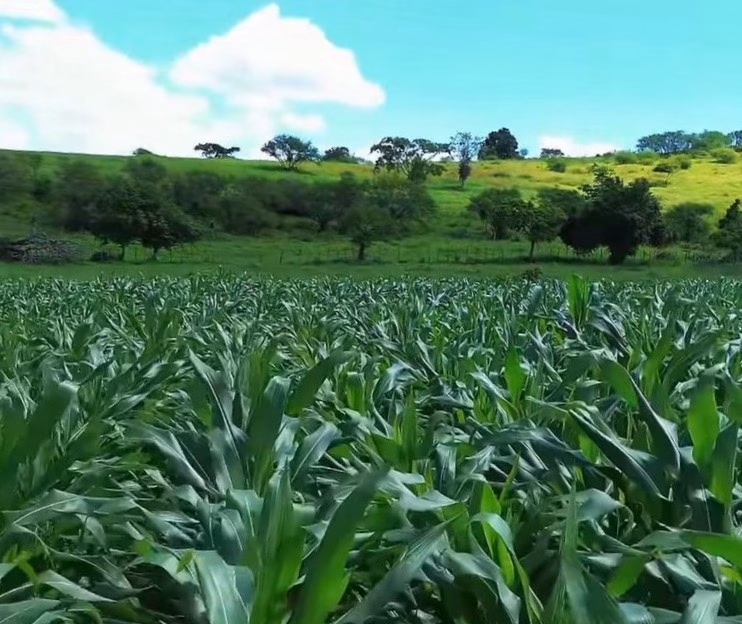 Penedo colherá mais de 300 toneladas de milho