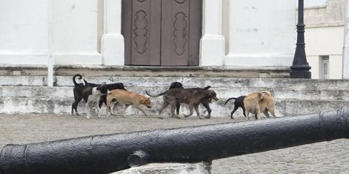 Quem deita com cães, acorda com pulgas