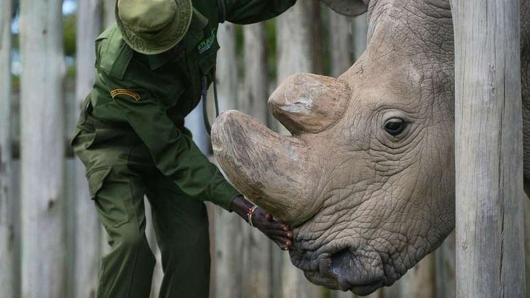A vida do último macho de uma espécie que virou ícone da preservação animal