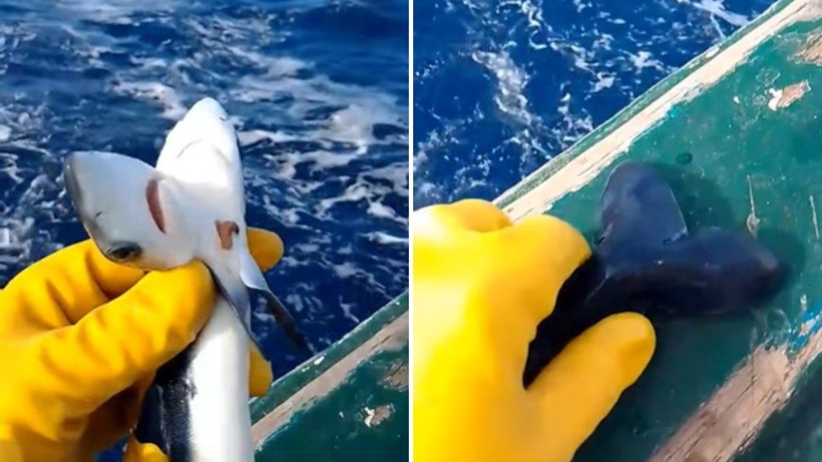 Pescador encontra raro tubarão de duas cabeças no mar