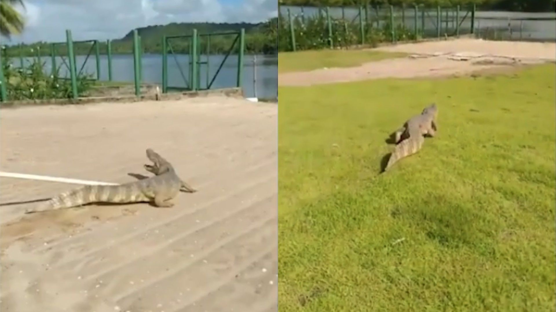 Jacaré aparece em condomínio na Barra Nova, Alagoas