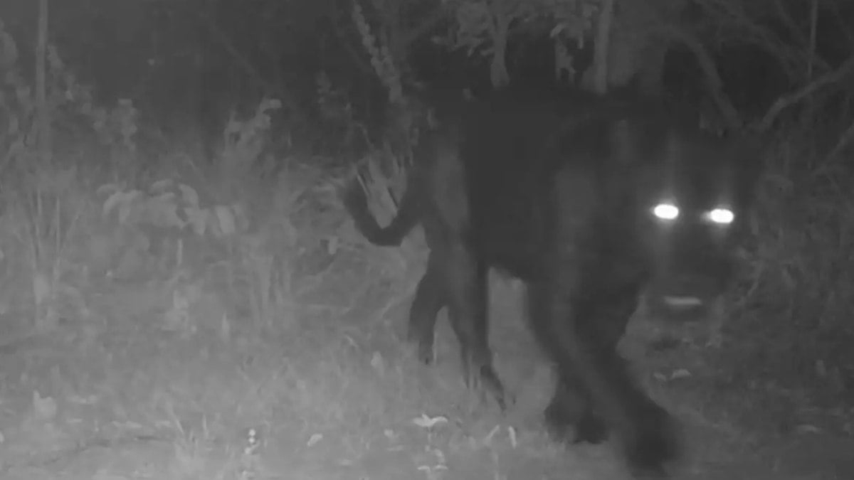 Avistamento de onça-preta rara no Cerrado surpreende especialistas