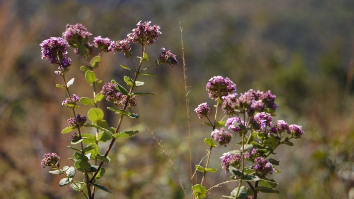 Queda recorde de 95% no desmatamento do Cerrado em 2024