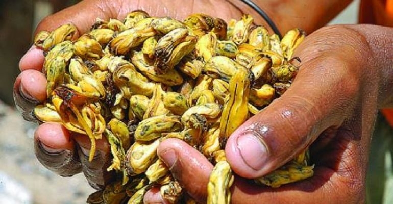 Extinção do sururu na Lagoa Mundaú é ainda cercada de incertezas