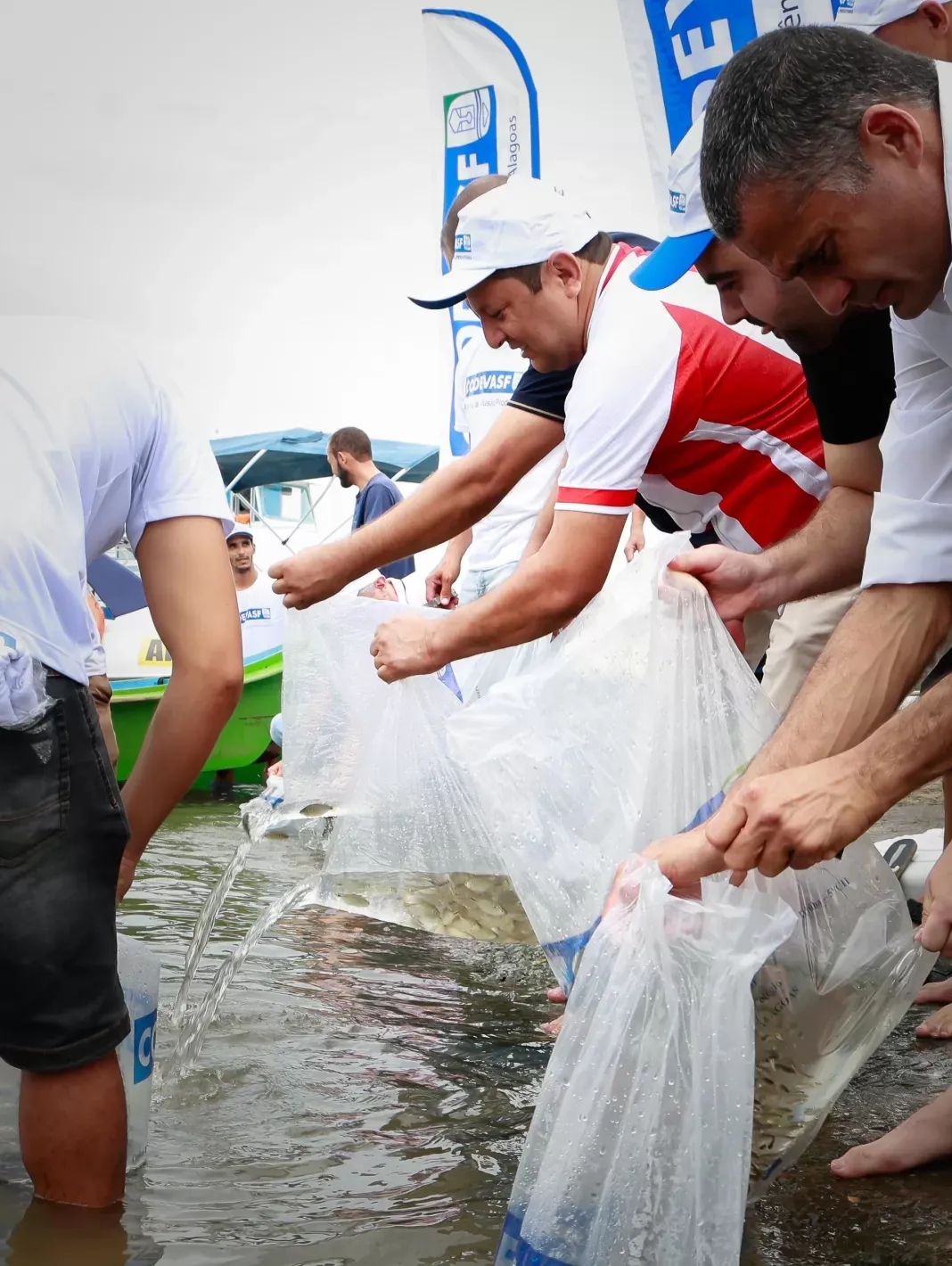 Durante a Festa do Bom Jesus, Codevasf e Prefeitura de Penedo distribuem milhares de alevinos no Rio São Francisco