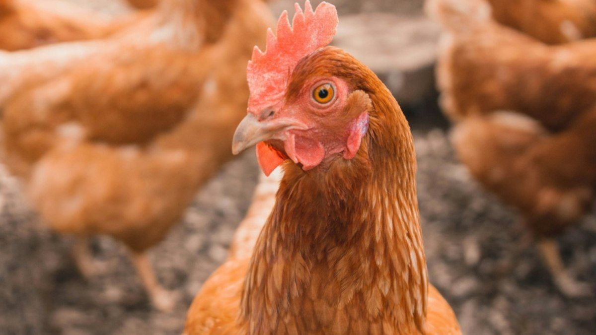 Japão suspende importação de aves de GO e MT