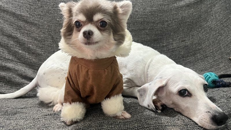 Raças de cães que mais sofrem no inverno