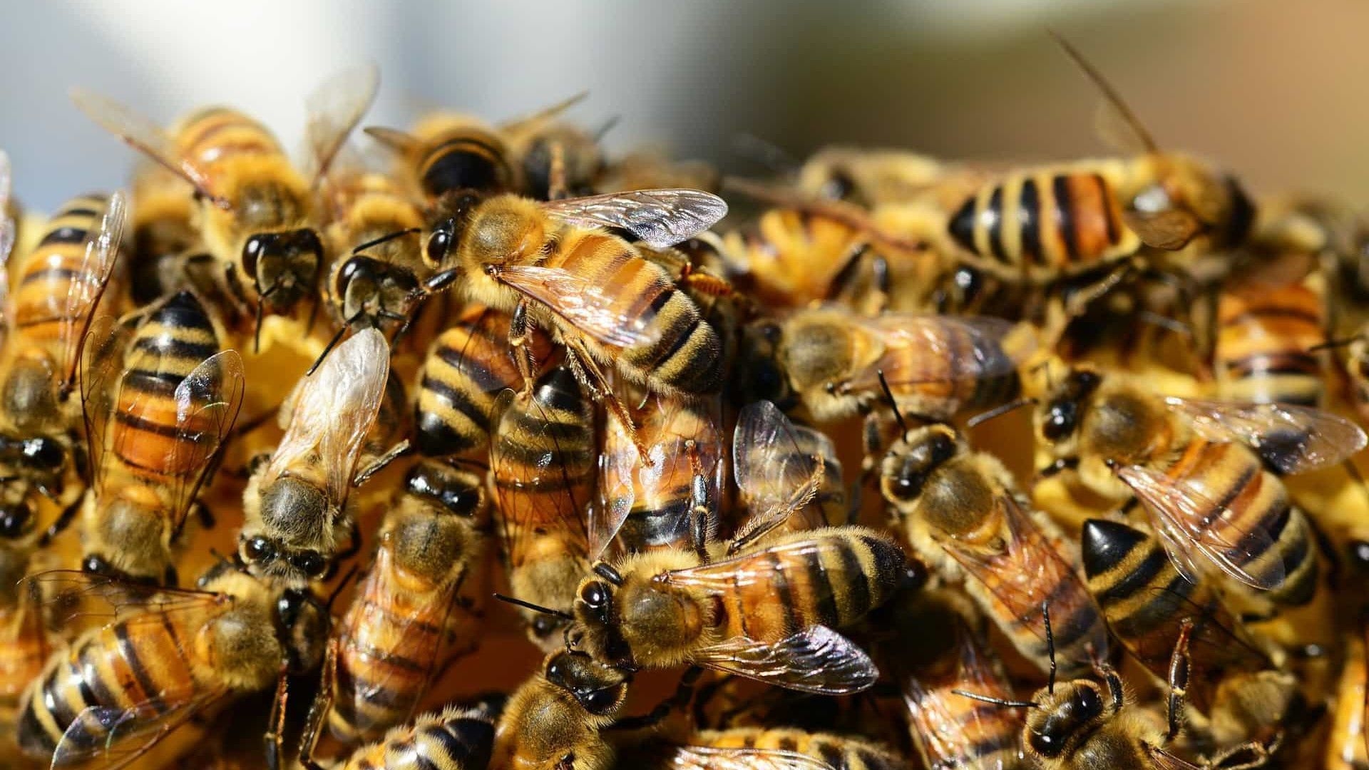 Ibama restringe uso de agrotóxico nocivo a abelhas