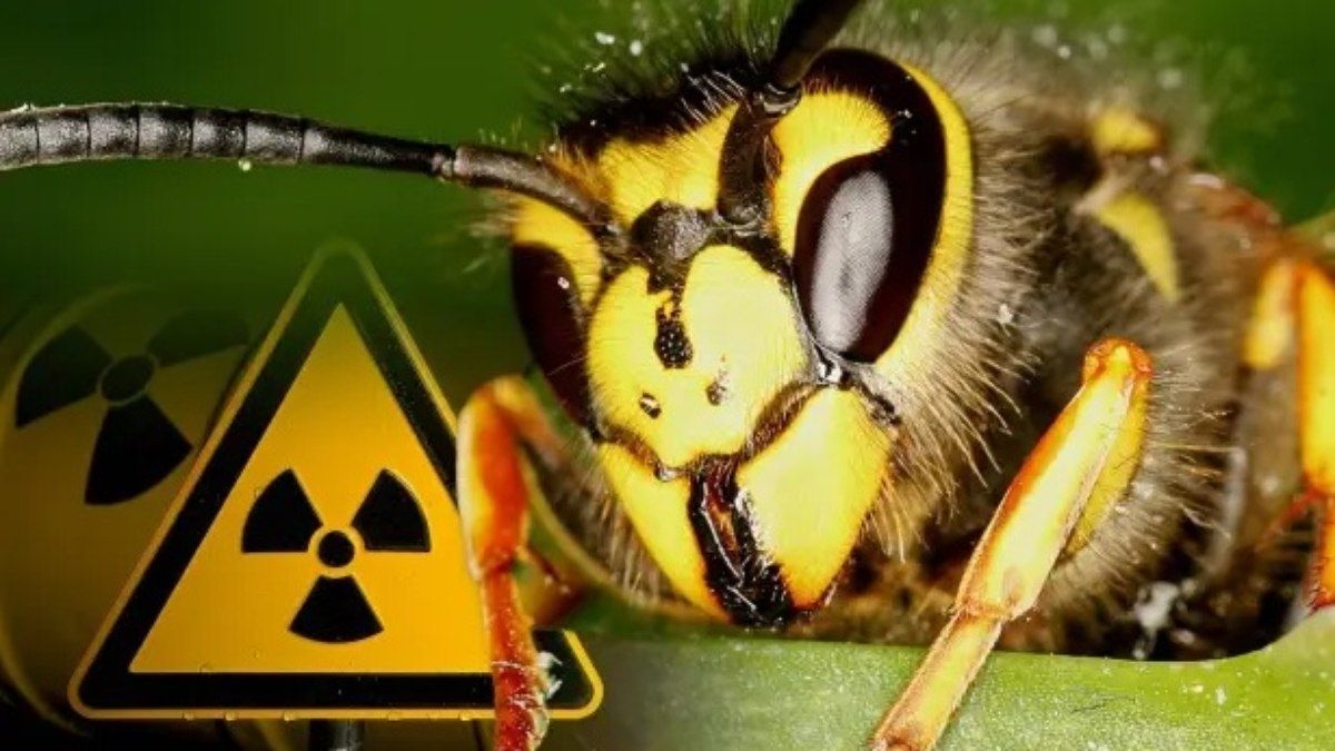 Ninho de vespas radioativas encontrado em usina nuclear