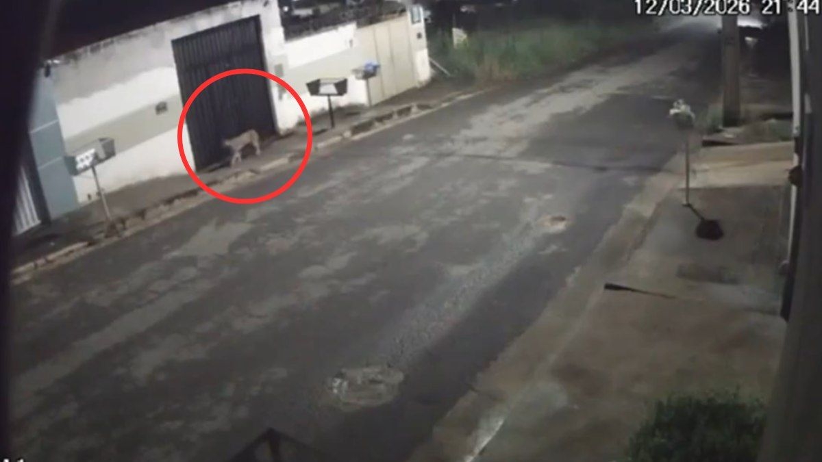 Onça é flagrada pulando muro em Esmeraldas MG