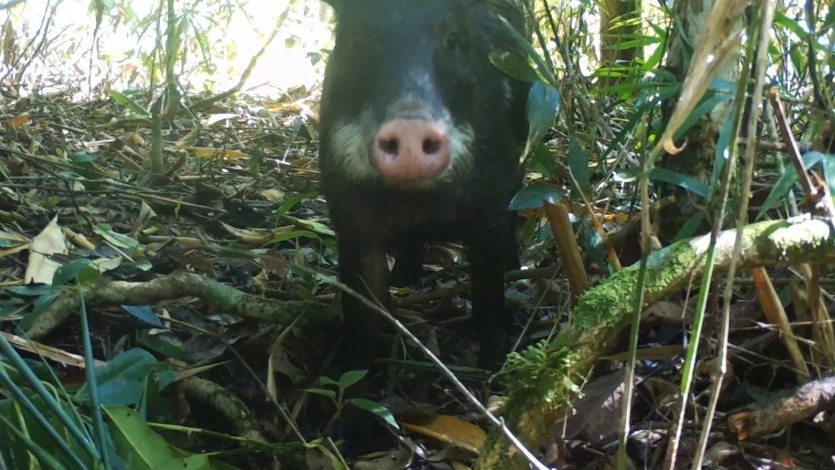 Queixada reaparece após mais de 80 anos na região serrana