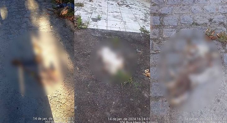 Nove gatos dilacerados são encontrados em rua de Bebedouro; polícia investiga matança