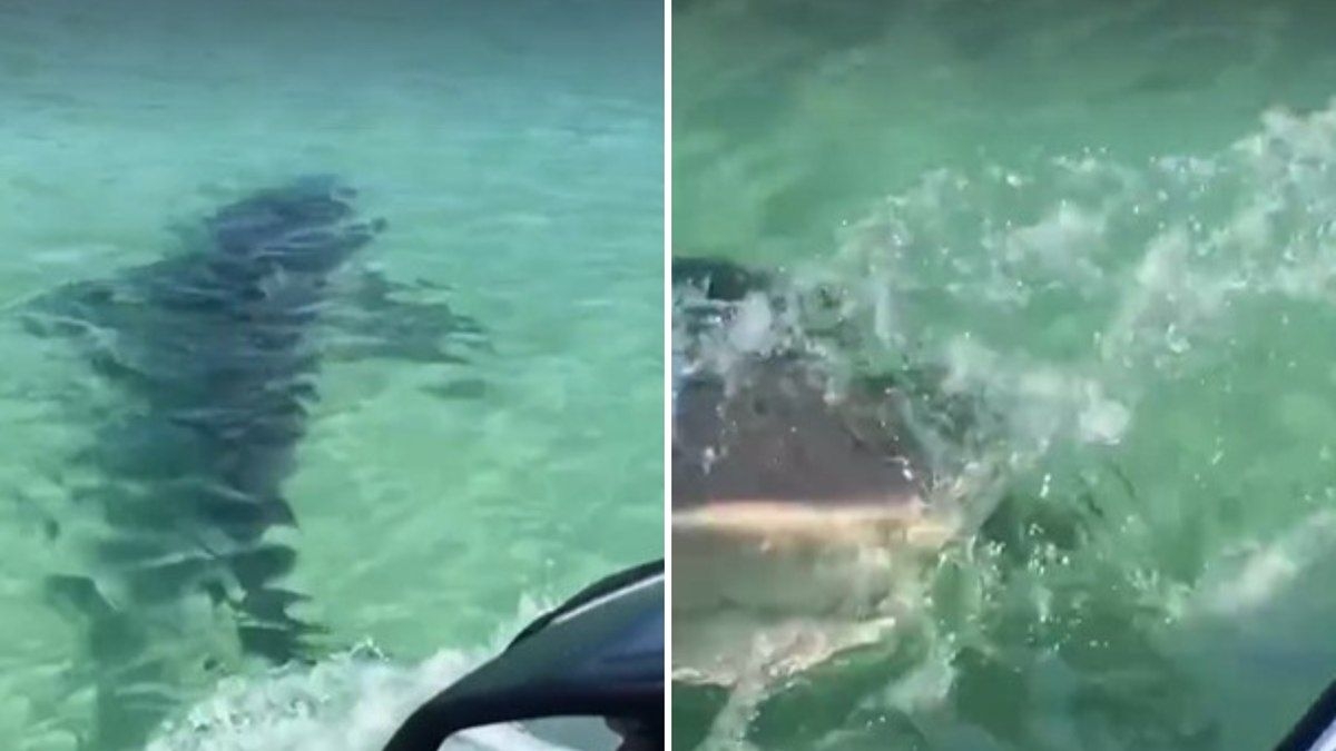 Tubarão surpreende em ataque a jetski no mar
