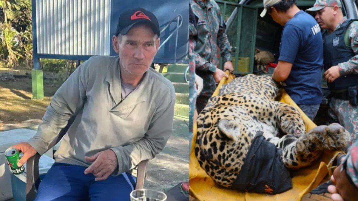 Onça que matou caseiro ficará em cativeiro até morrer