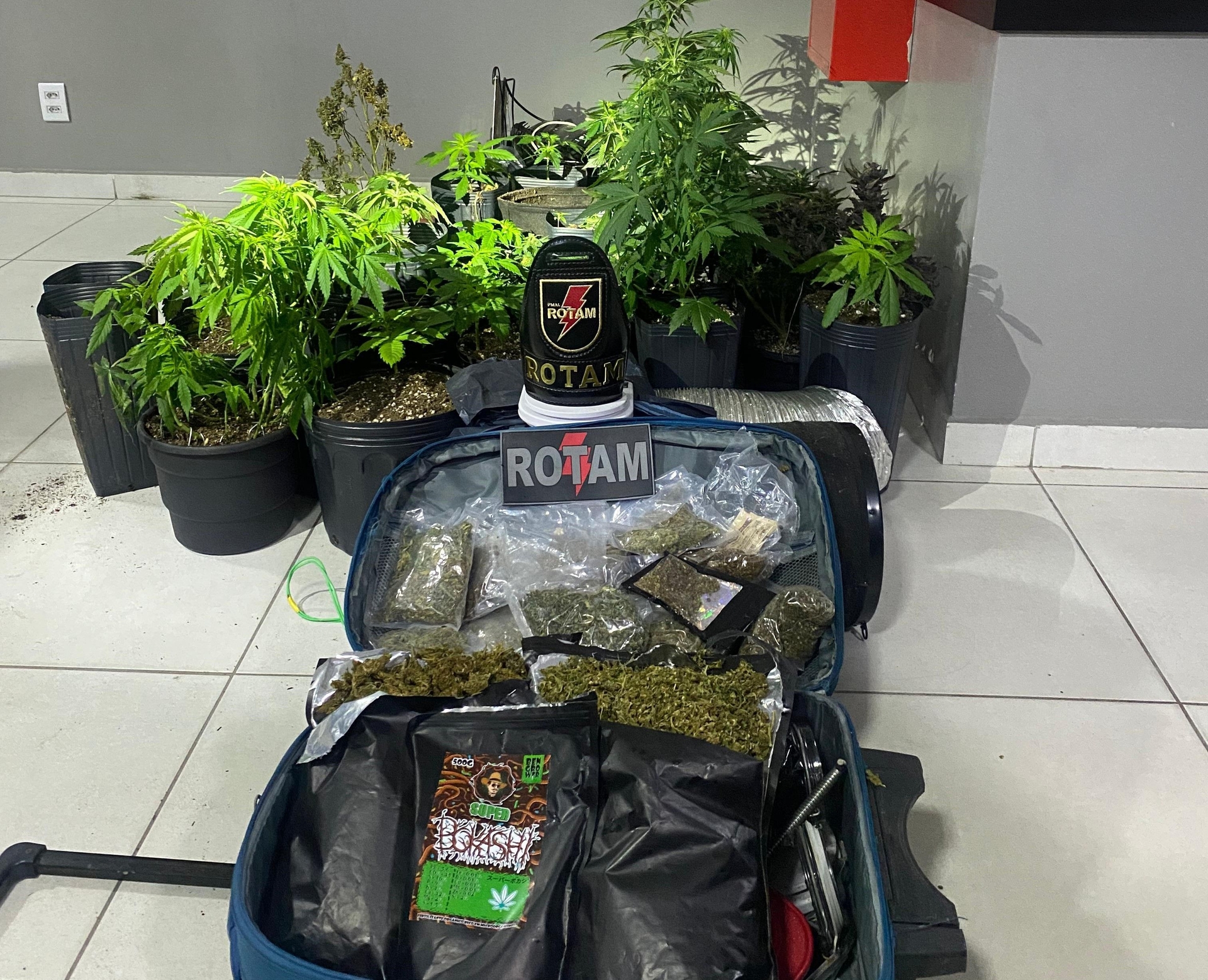 Estufa de maconha é descoberta em Marechal Deodoro