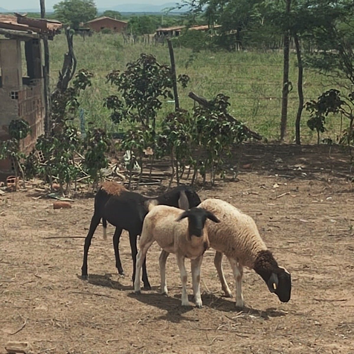 Ataques a animais em Craíbas causam medo entre moradores