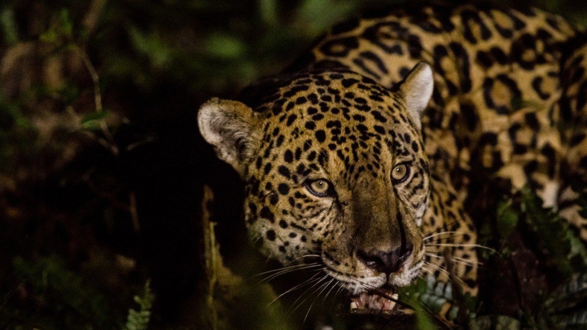Premiada cientista brasileira protege onças-pintadas no Iguaçu