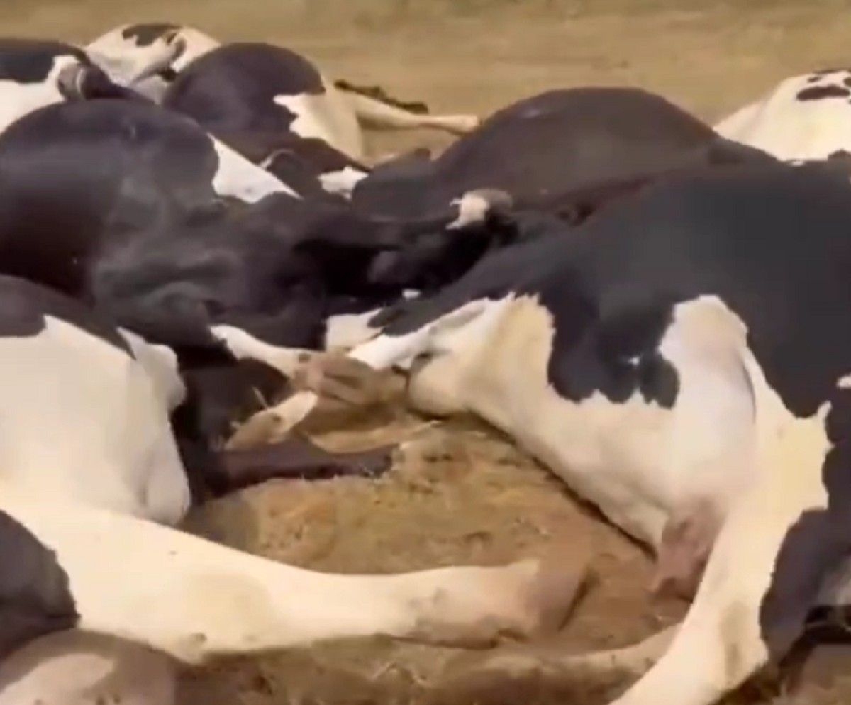 Rebanho de R$ 300 mil morre por descarga elétrica em Batalha