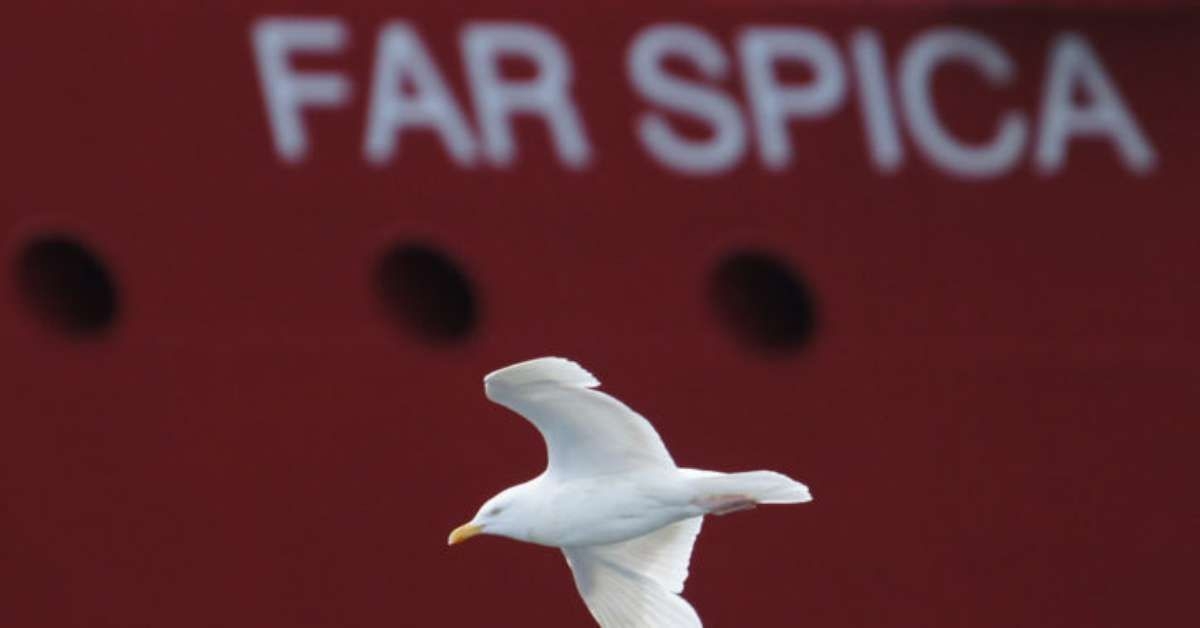 Gaivota Surpreende ao Roubar Salgadinho em Supermercado