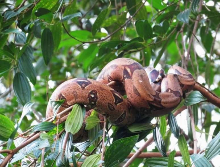 Pequenos biólogos! Parque da Ciência do Butantan tem museu com exposição de escorpiões, serpentário e trilhas na natureza