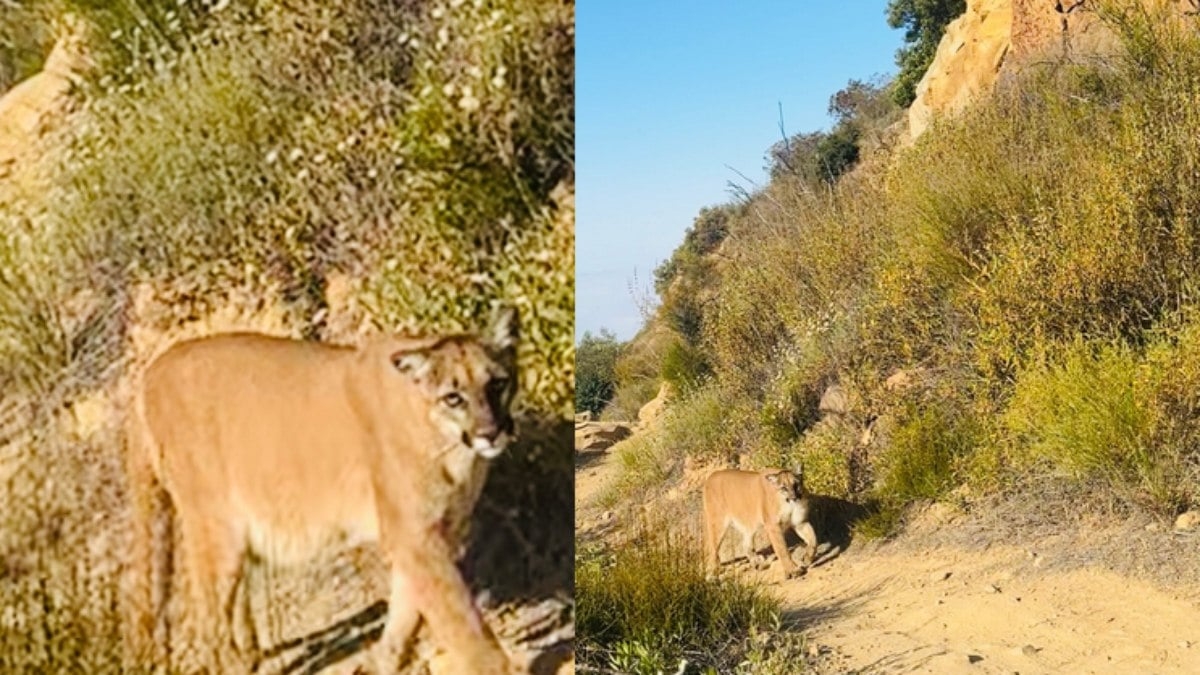 Alpinista enfrenta puma e revela ação surpreendente
