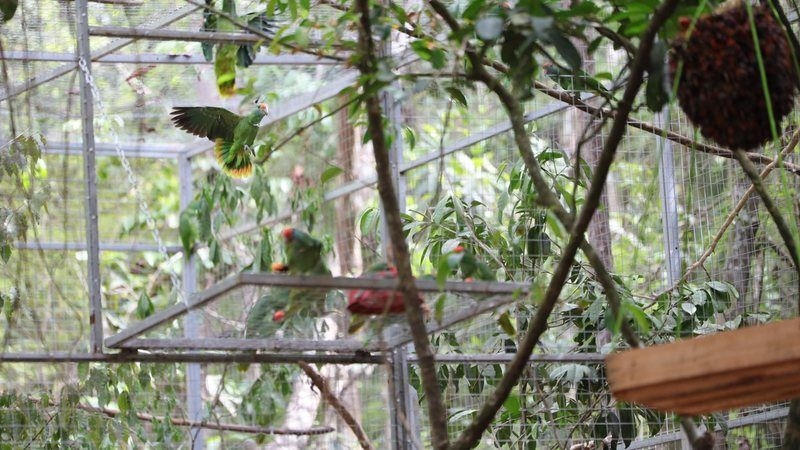 Reintrodução de Papagaios Chauás na Mata Atlântica Alagoana