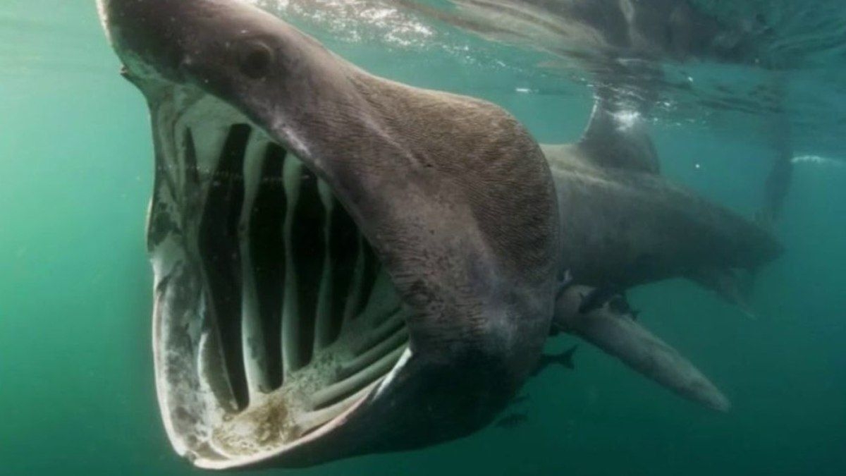 Tubarão-peregrino é avistado na Costa da Espanha