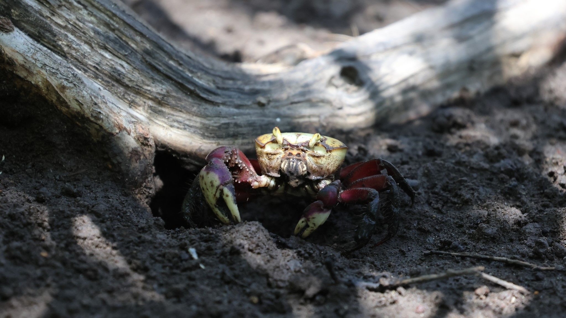 Fim do defeso do caranguejo-uçá em Alagoas