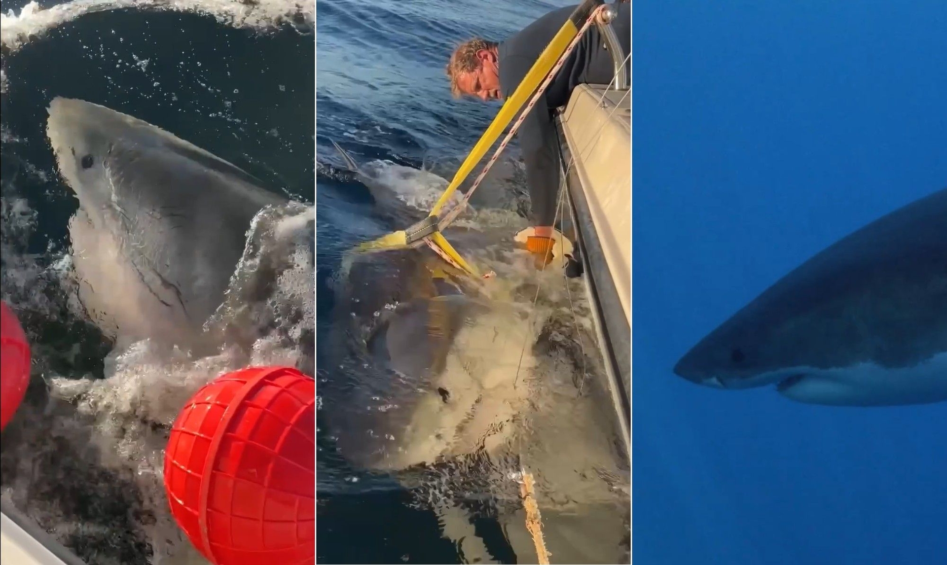 Contender é o maior tubarão-branco avistado na costa dos EUA