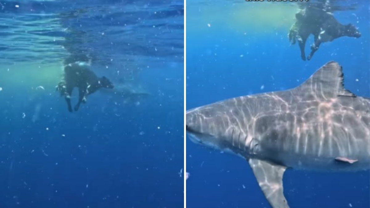 Vaca cai de morro e é devorada por tubarões no oceano