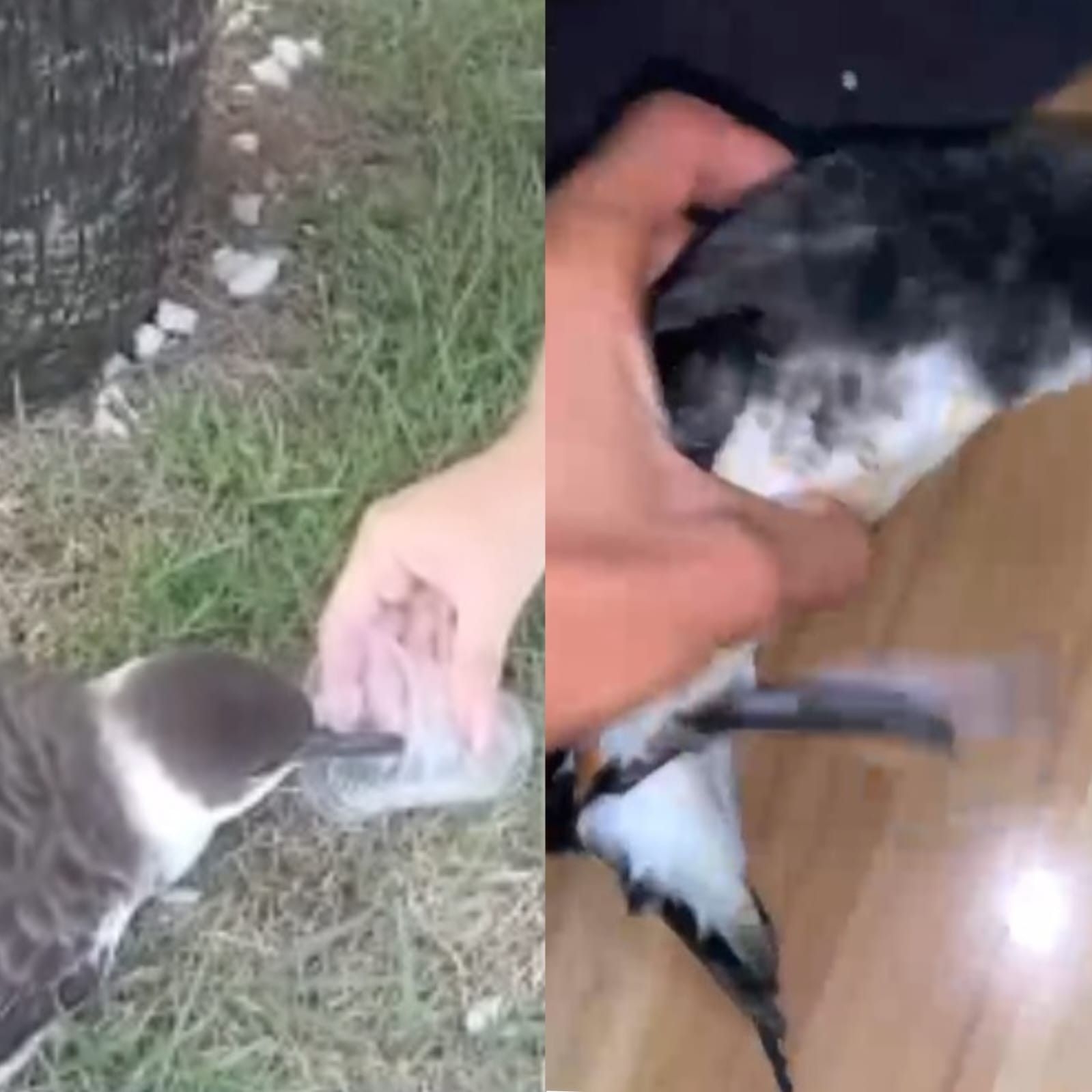 Alerta de gripe aviária em Maceió provoca recomendações do Biota