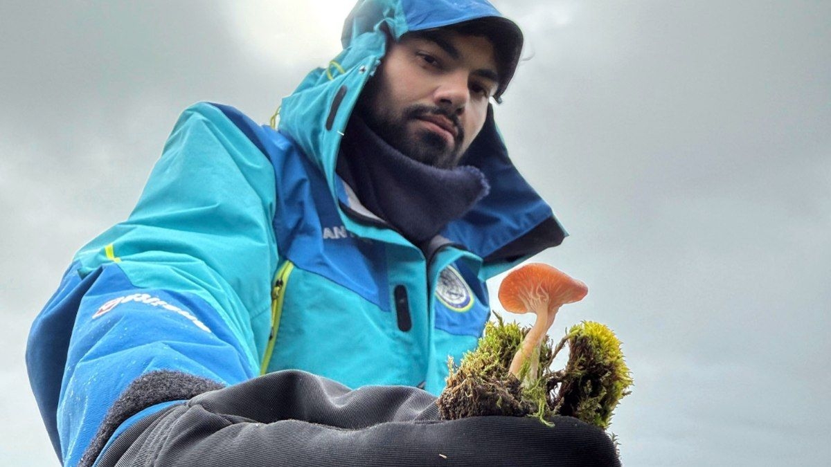 Descoberta de novas espécies de cogumelos na Antártica