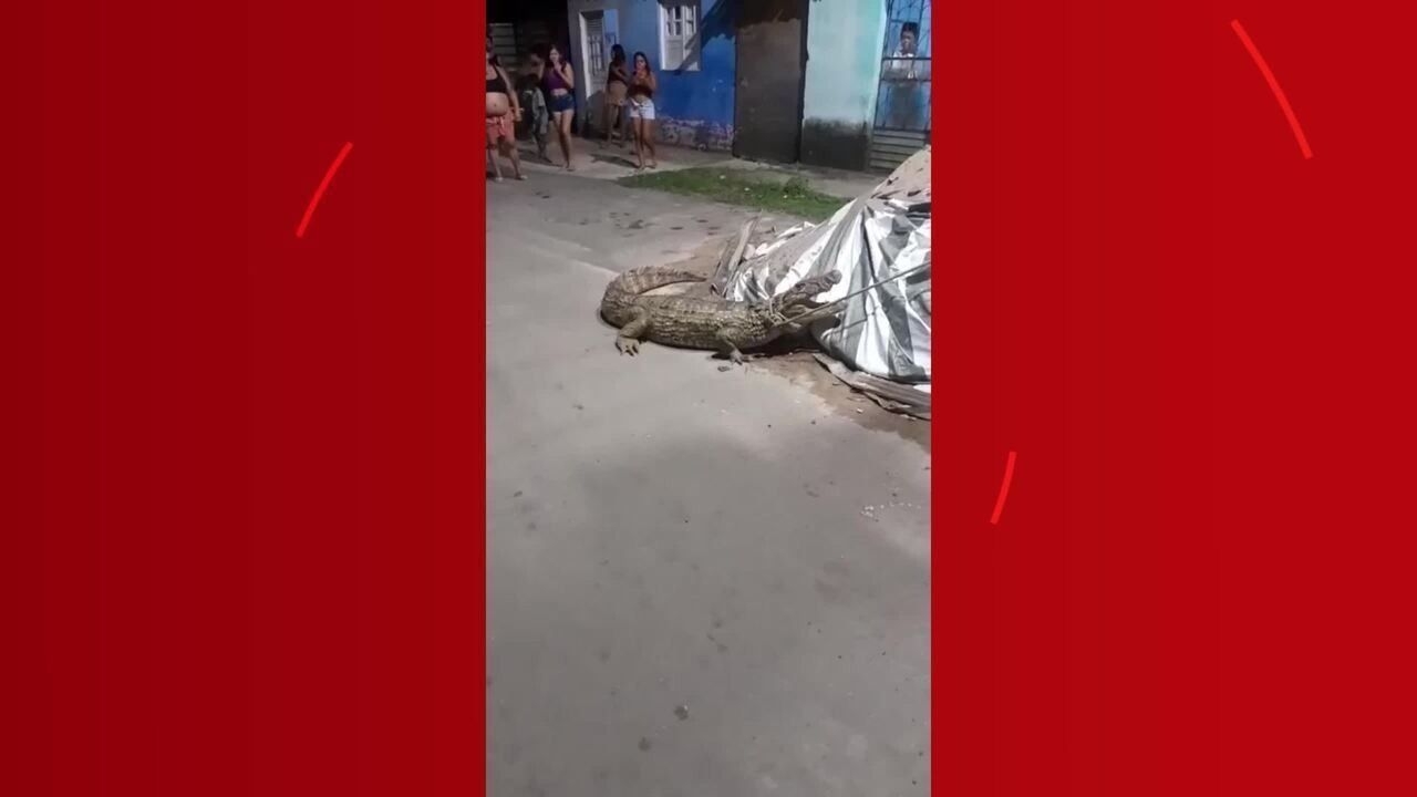 Jacaré assusta moradores no Pontal da Barra, Maceió