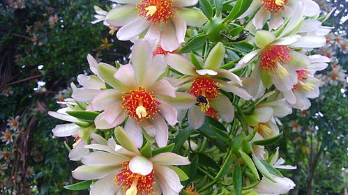 Anvisa proíbe venda de suplementos alimentares irregulares