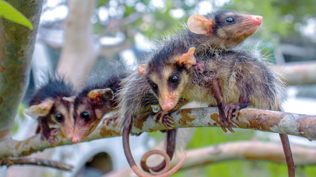 Capturas de Saruês Aumentam 172% em Joinville