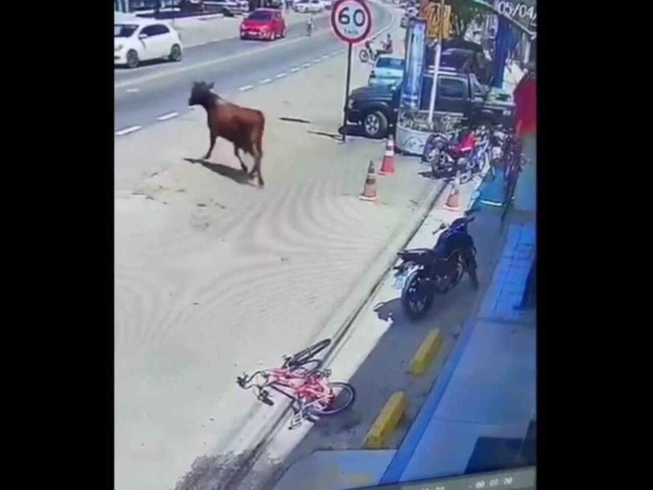 Boi ataca criança e acerta mulher em Satuba