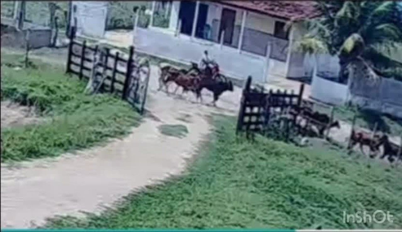 Menino salva primo de ser atingido por boiada em Alagoas