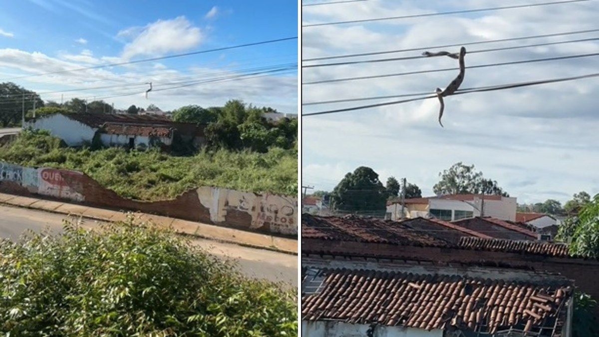 Cobra elétrica assusta moradores em cidade do Ceará