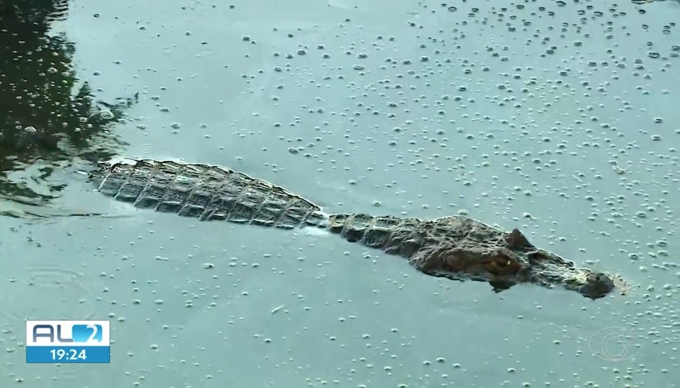Jiboia e jacarés assustam moradores de Arapiraca