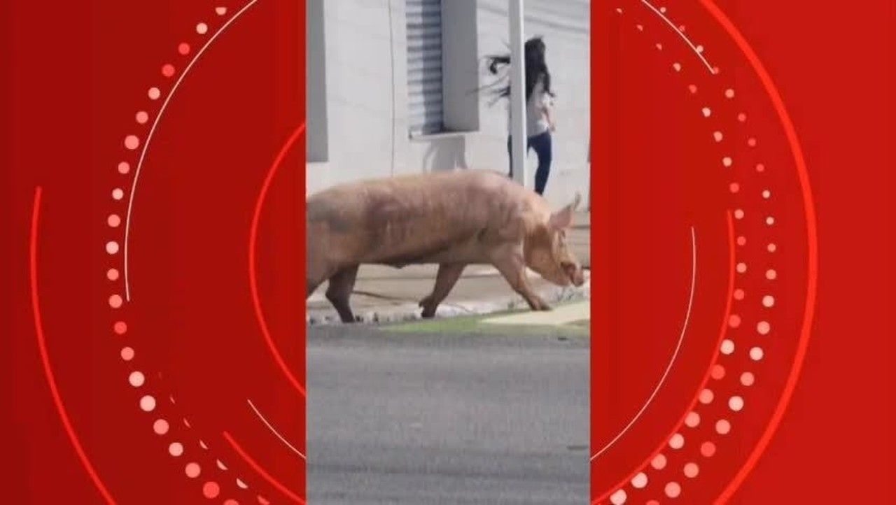 Porco causa confusão no Centro de Maceió após driblar captura