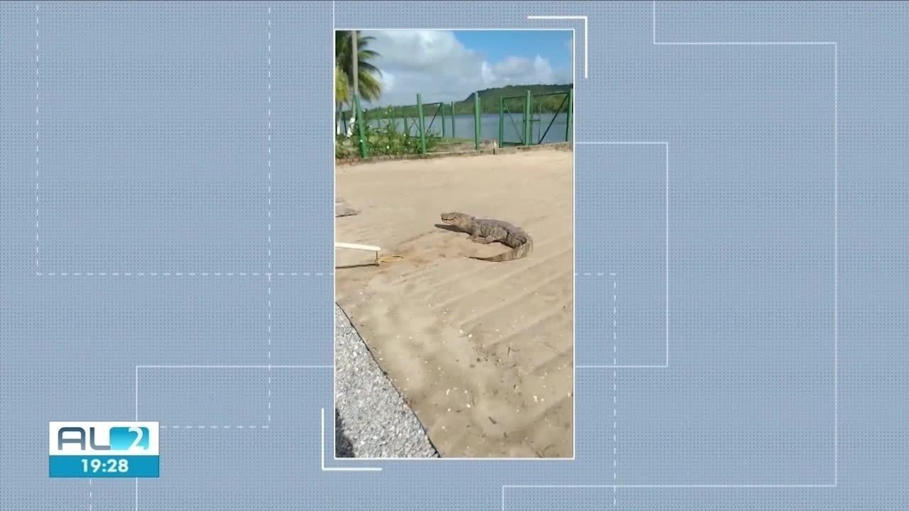 Jacarés na Praia do Francês alertam sobre urbanização em Marechal Deodoro