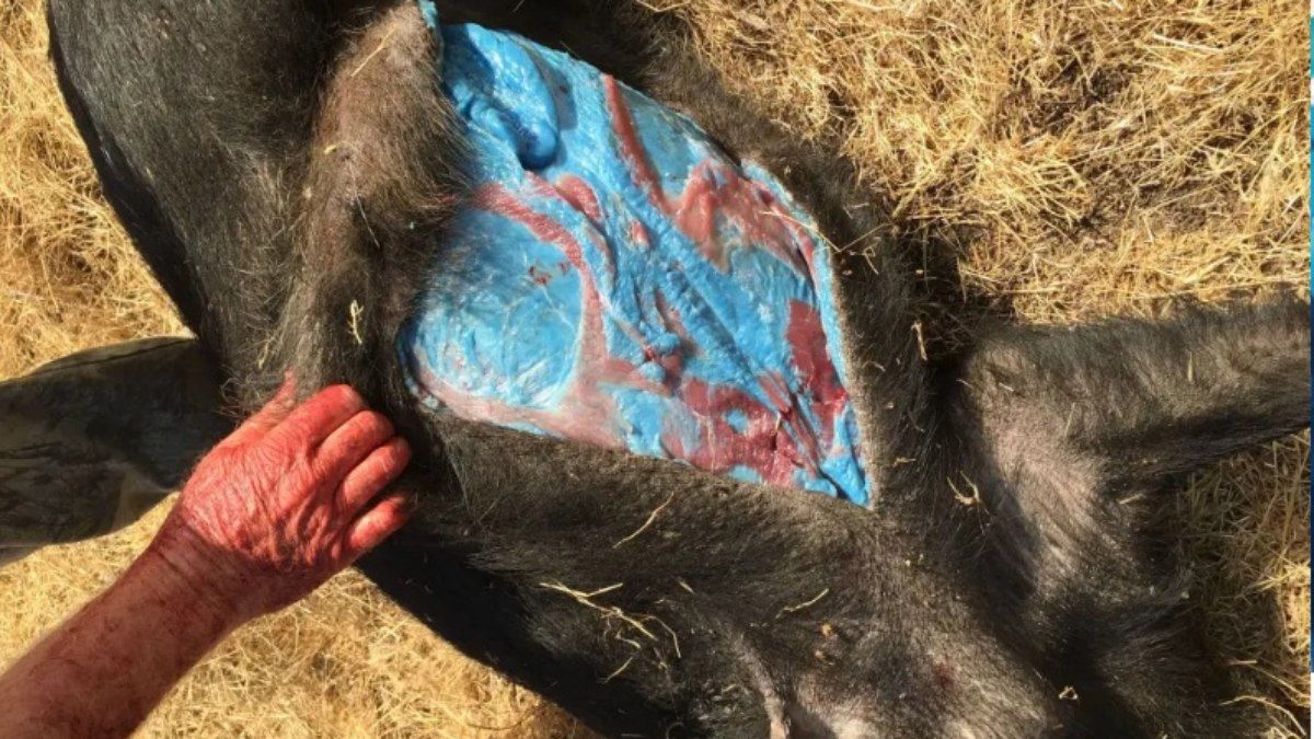 Javalis ficam com carne azul após comer veneno de rato